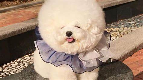 bichon videos